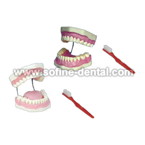 Dental Teaching Model